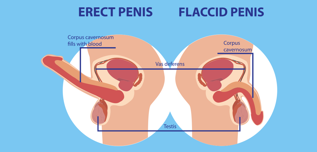 Cross-section diagram of the penis showing arteries filling the erectile tissue